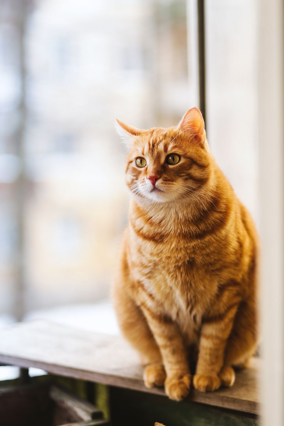 Vaccination schedule for kittens