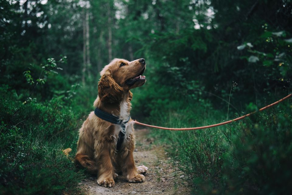 Simba
