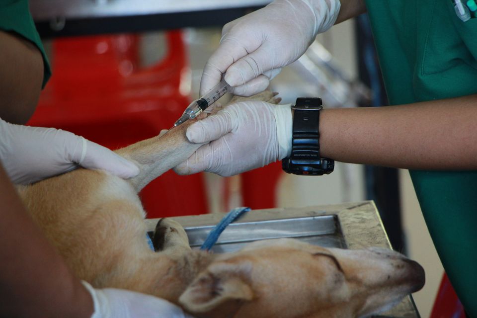 Signs your dog is in pain