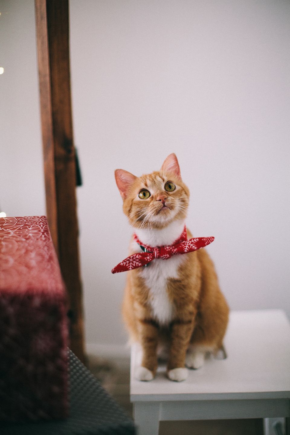 Simba