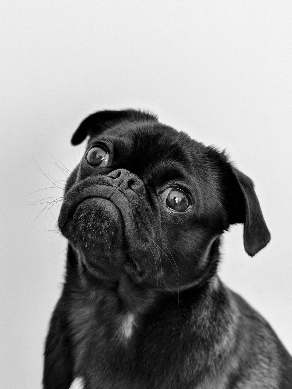 New Puppy Welcome Kit