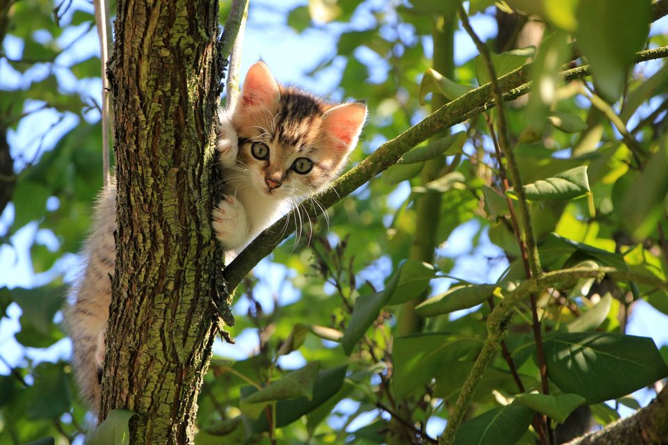 Milo