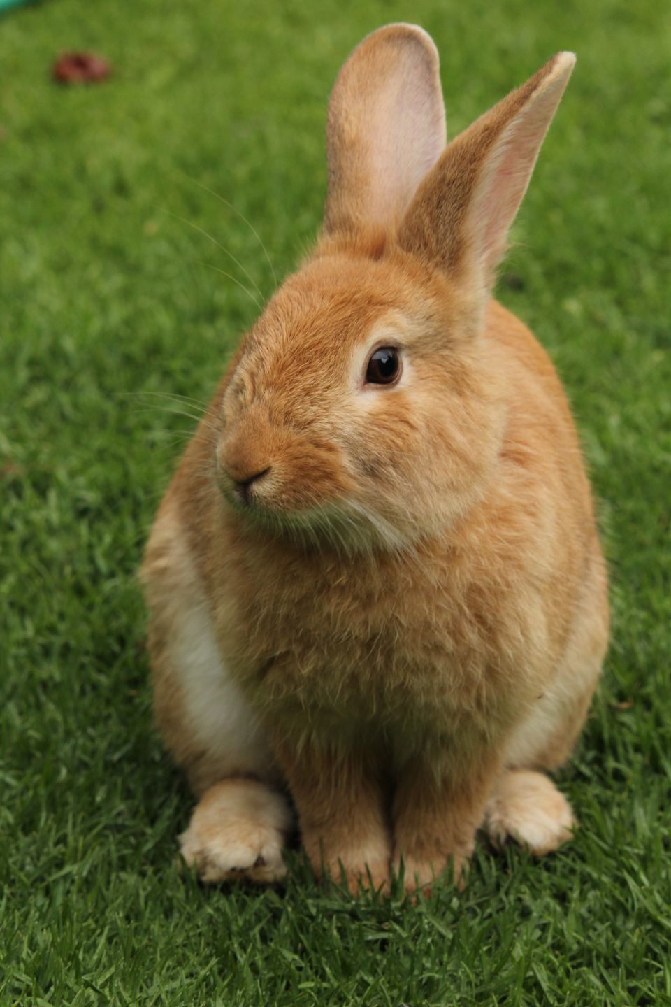 How to read a pet food label