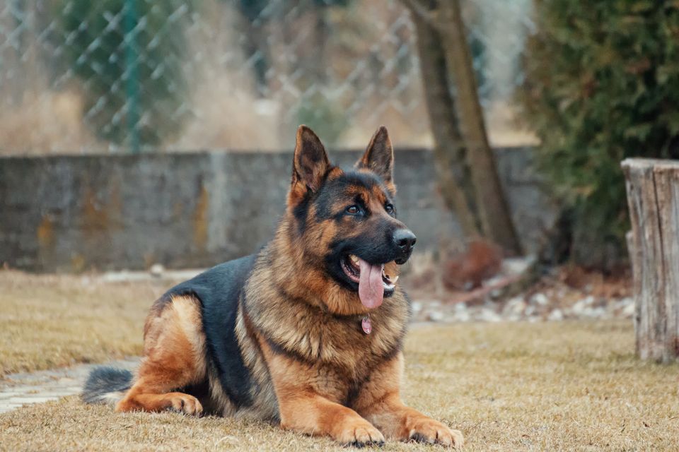 Reflective Nylon Collar