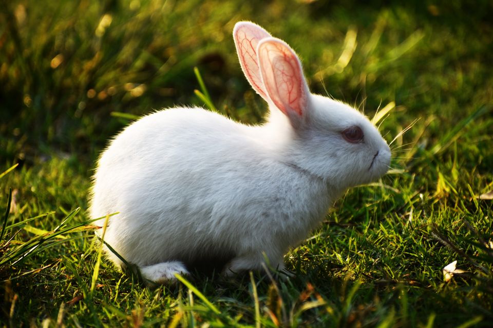 Lop