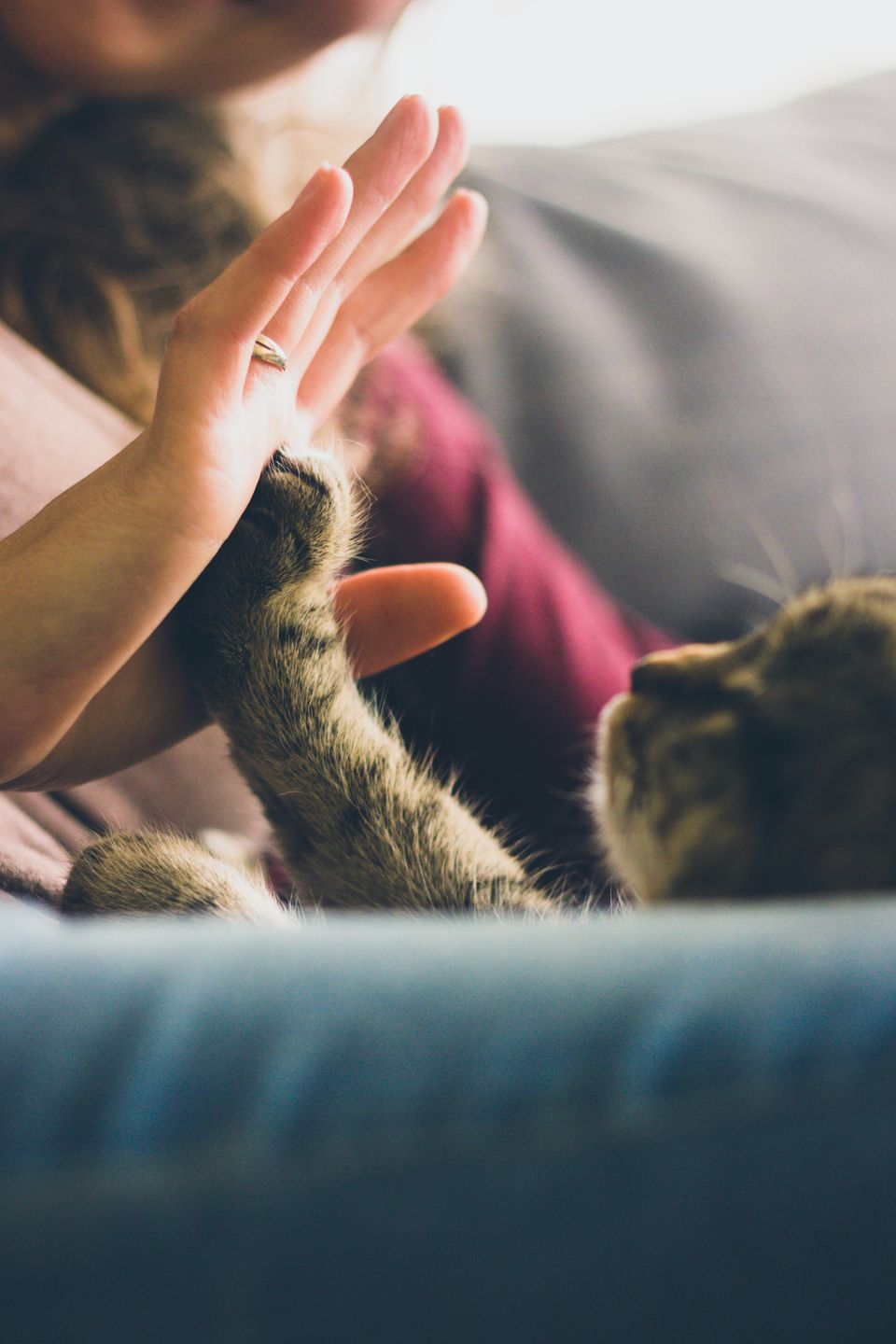 Domestic Shorthair