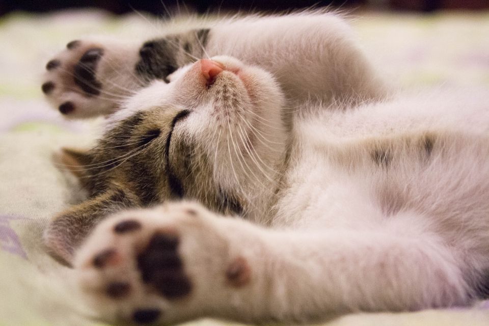 One platform for every part of pet care