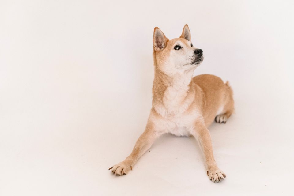 Paw Balm Protective 60g